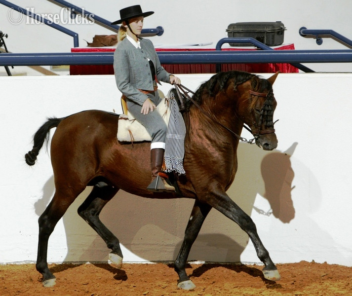 Andalusian - Bay 16hh Andalusian Stallion in Texas
