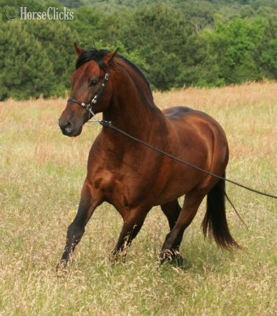 Andalusian - Bay 16hh Andalusian Stallion