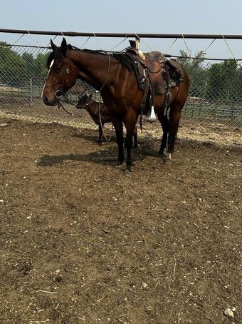 "3-Year-Old Grade Filly" Brown Filly