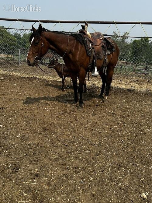 "3-Year-Old Grade Filly" Brown Filly in North Dakota
