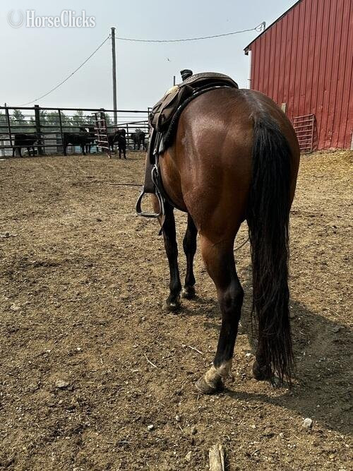 "3-Year-Old Grade Filly" Brown Filly