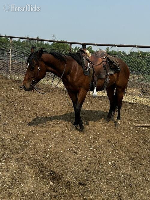 North Dakota "3-Year-Old Grade Filly" Brown Filly