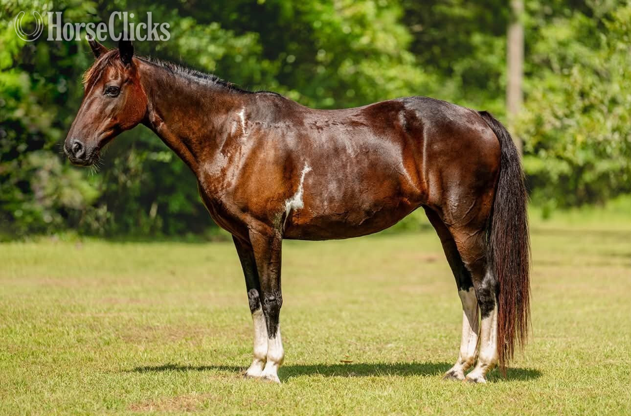 "SKY" Bay Mare Other Breed
