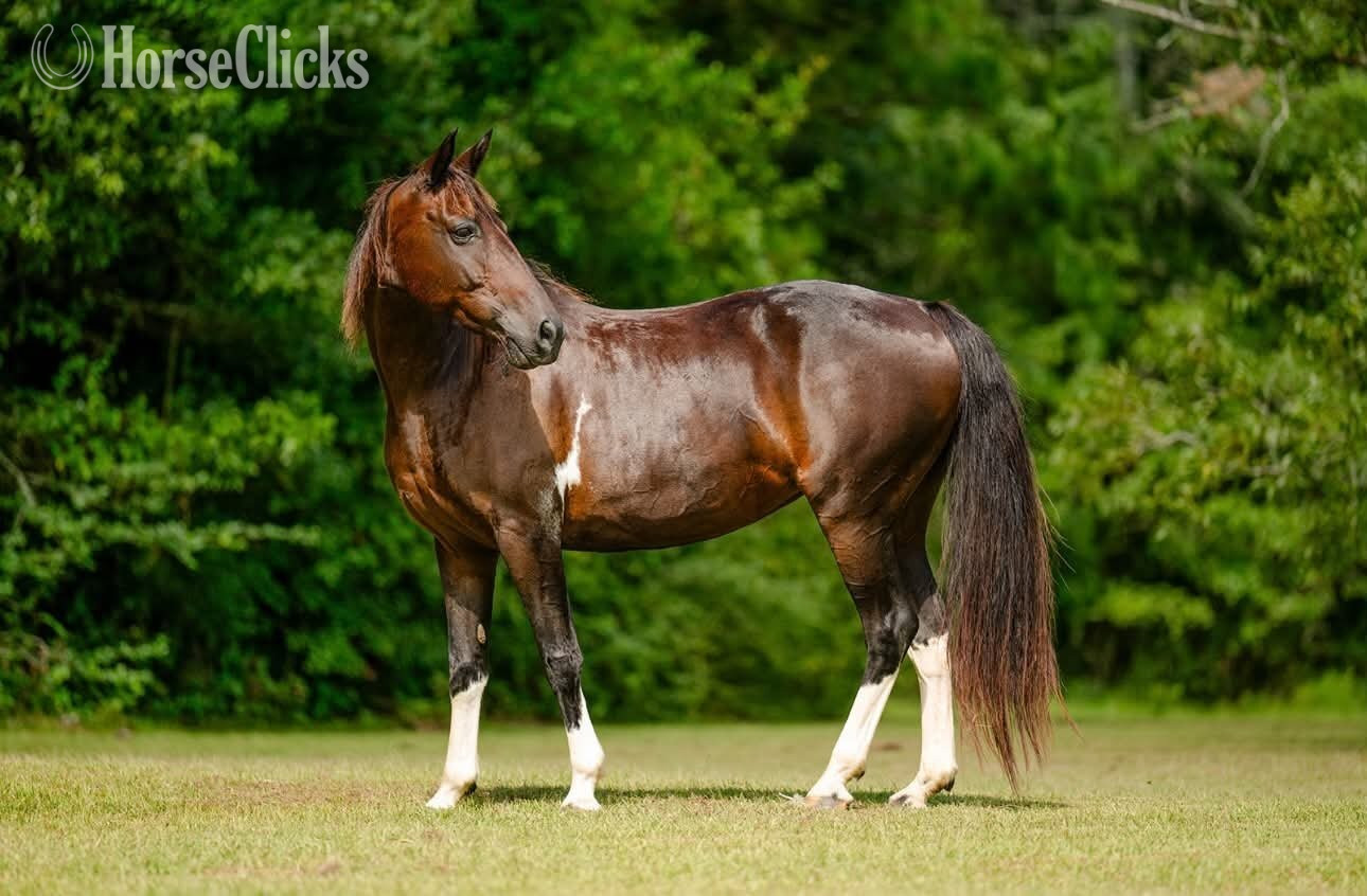 Florida "SKY" Bay Mare Other Breed