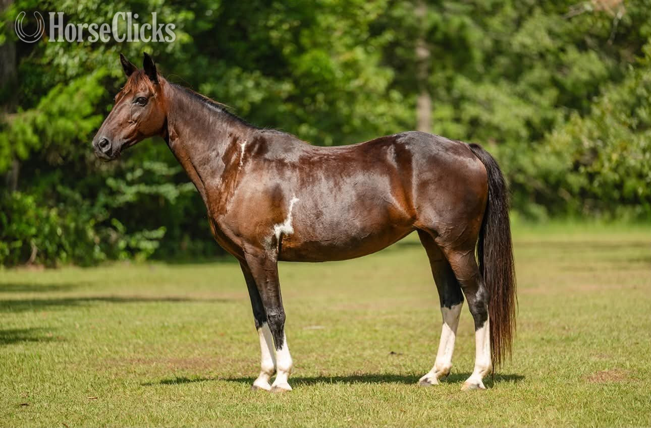 "SKY" Bay Mare Other Breed - Other Breed in Florida
