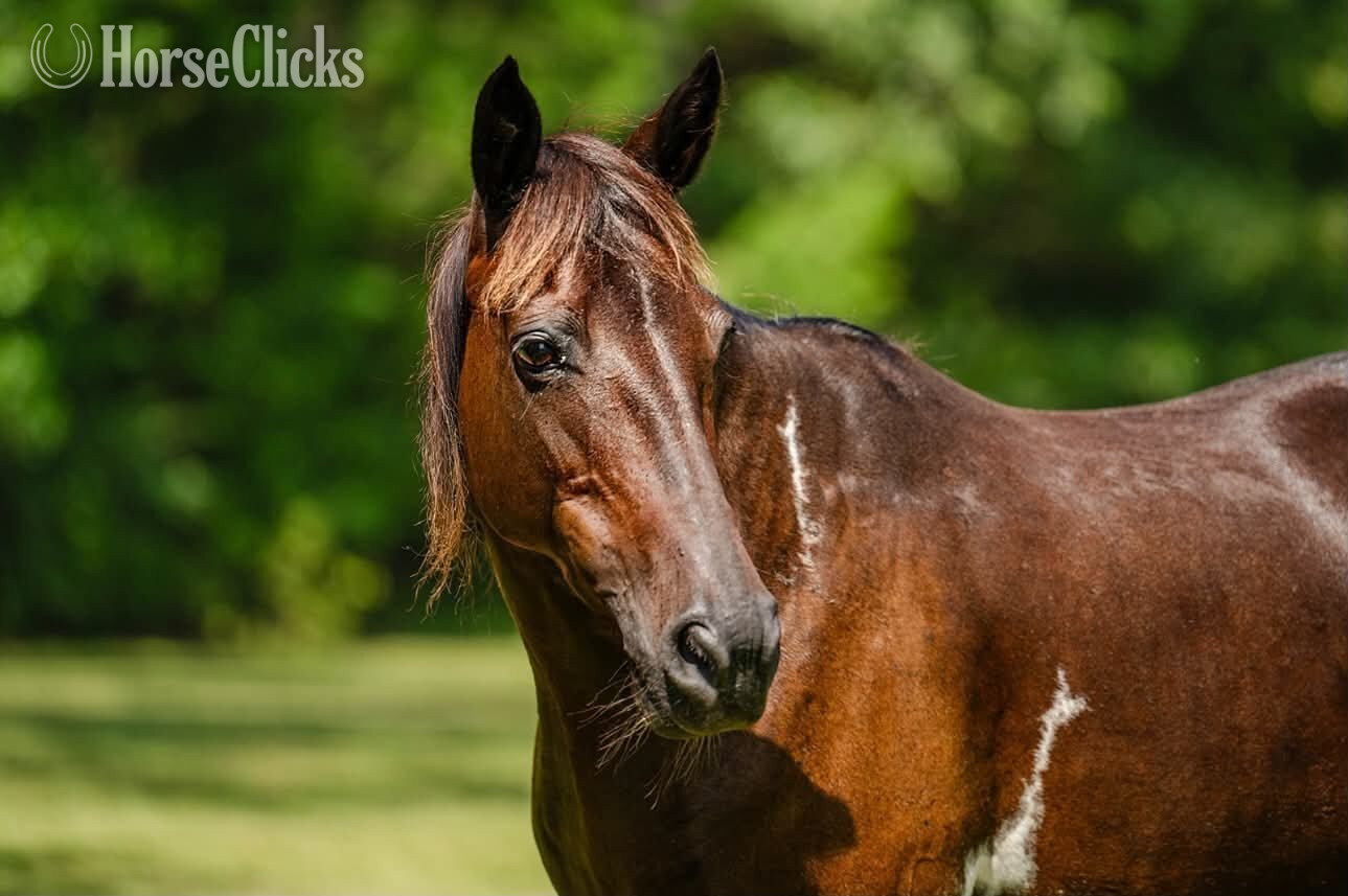 "SKY" Bay Mare Other Breed - Other Breed