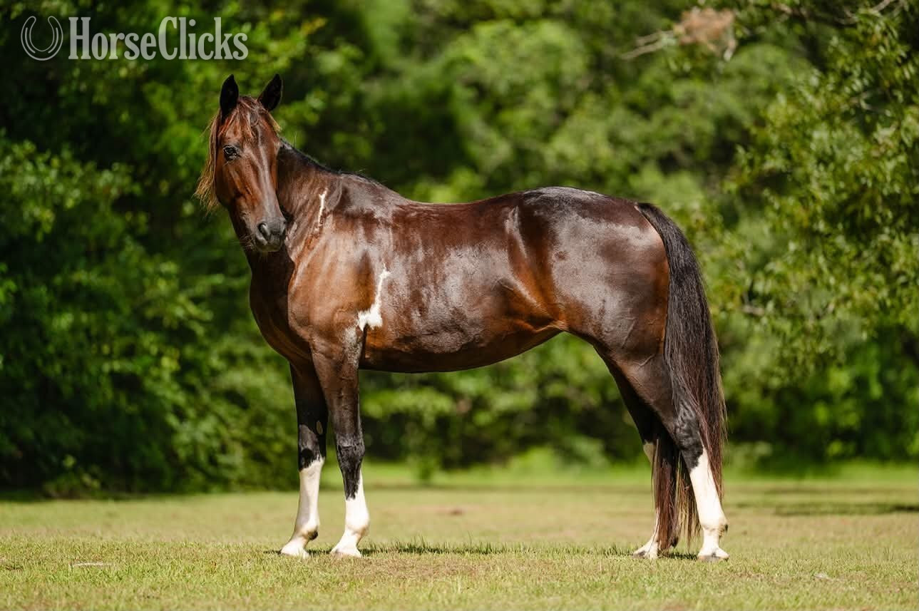 Other Breed - "SKY" Bay Mare Other Breed in Florida