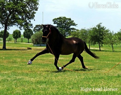 Black 16hh Andalusian Stallion in Texas