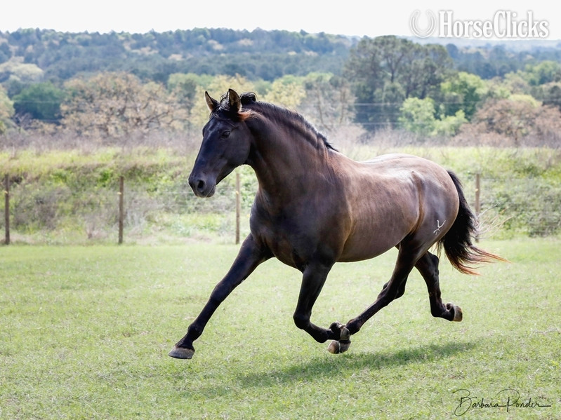 Texas Black 16hh Andalusian Stallion