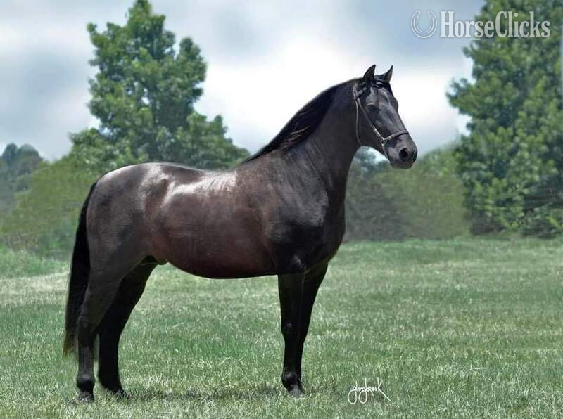 Black 16hh Andalusian Stallion
