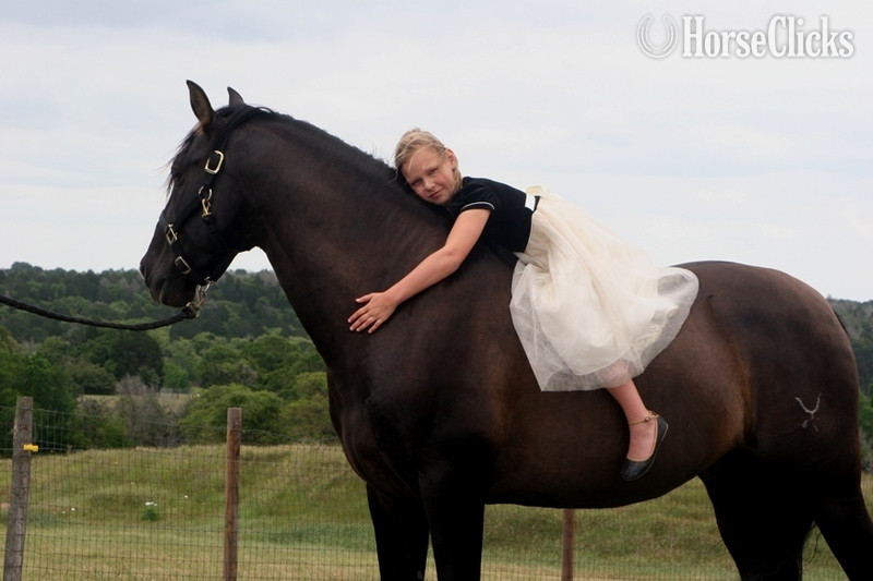 Black 16hh Andalusian Stallion - Andalusian in Texas