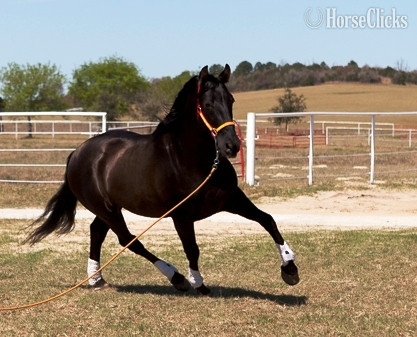 Black 16hh Andalusian Stallion - Andalusian
