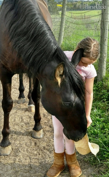 Black 16hh Andalusian Stallion Texas
