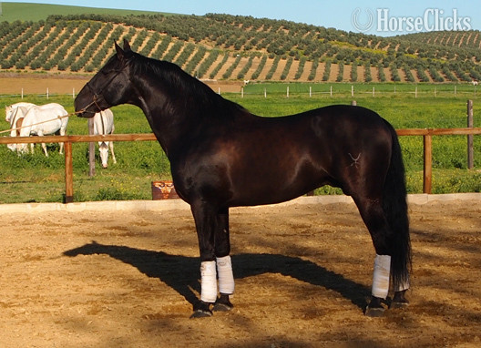 Andalusian - Black 16hh Andalusian Stallion