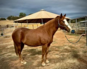 "RIMES" Chestnut Mare Other Breed