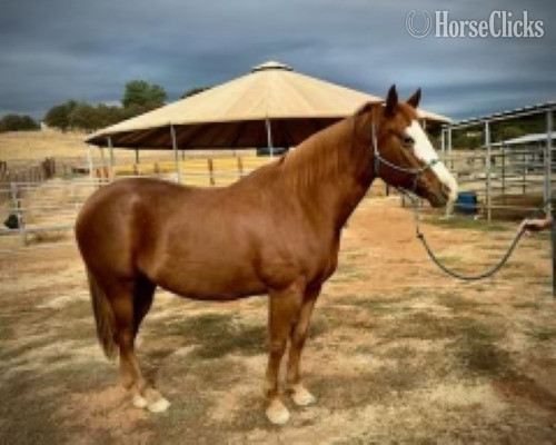"RIMES" Chestnut Mare Other Breed in California