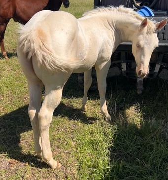"Metallic Kizz " Champagne Filly Quarter Horse