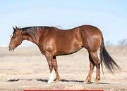 "Treasure " Sorrel Mare Quarter Horse