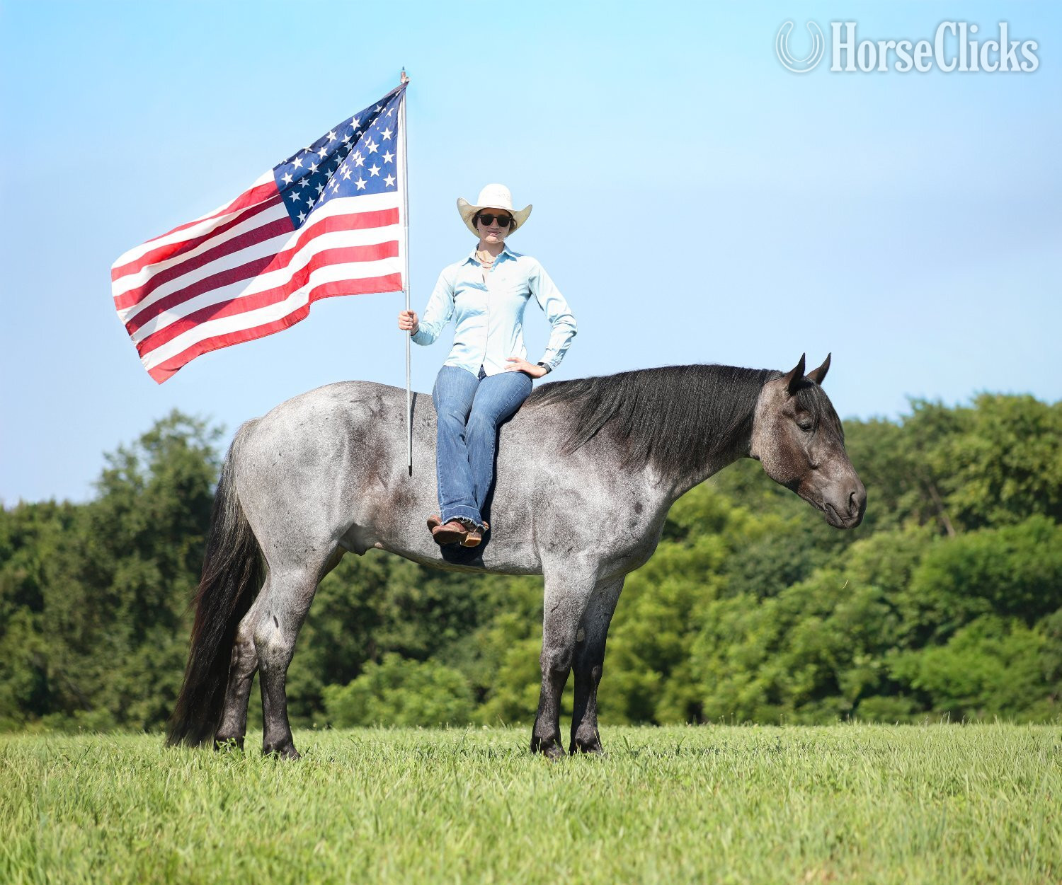 "" Blue Roan Gelding Draft in Kentucky