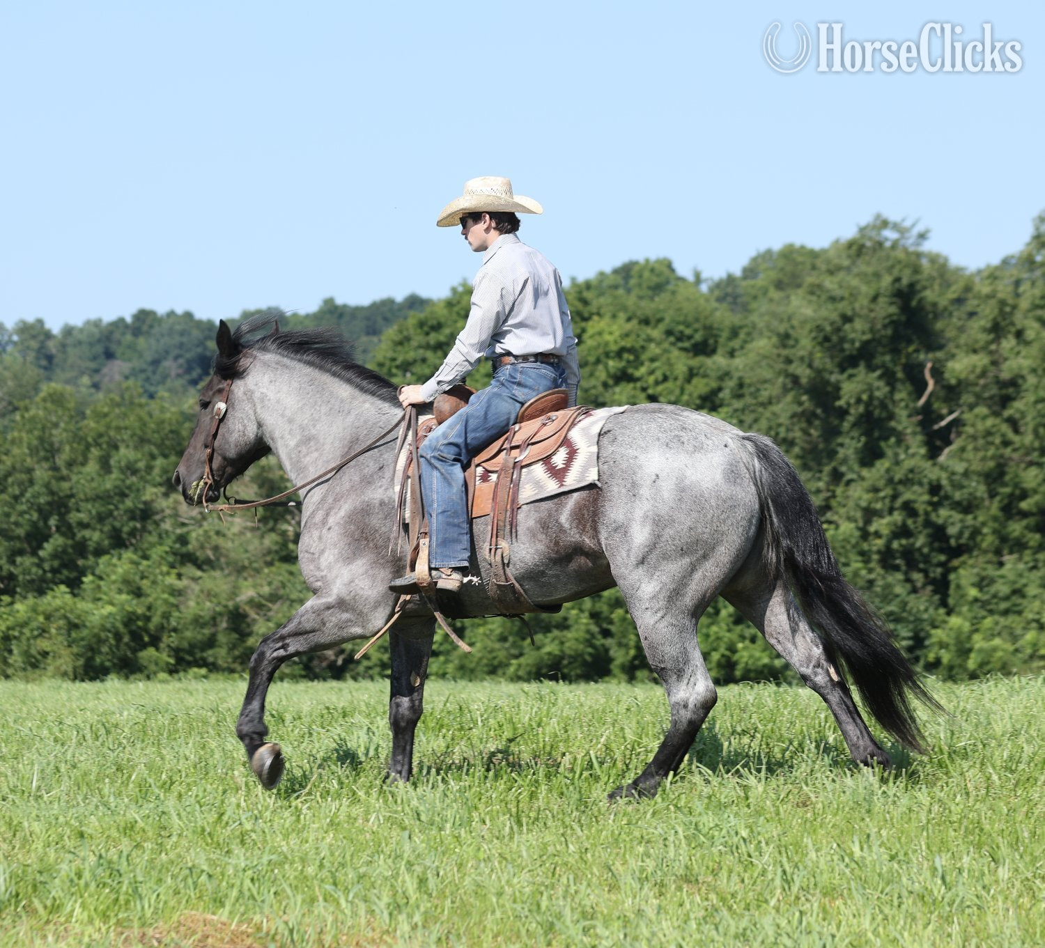 "" Blue Roan Gelding Draft