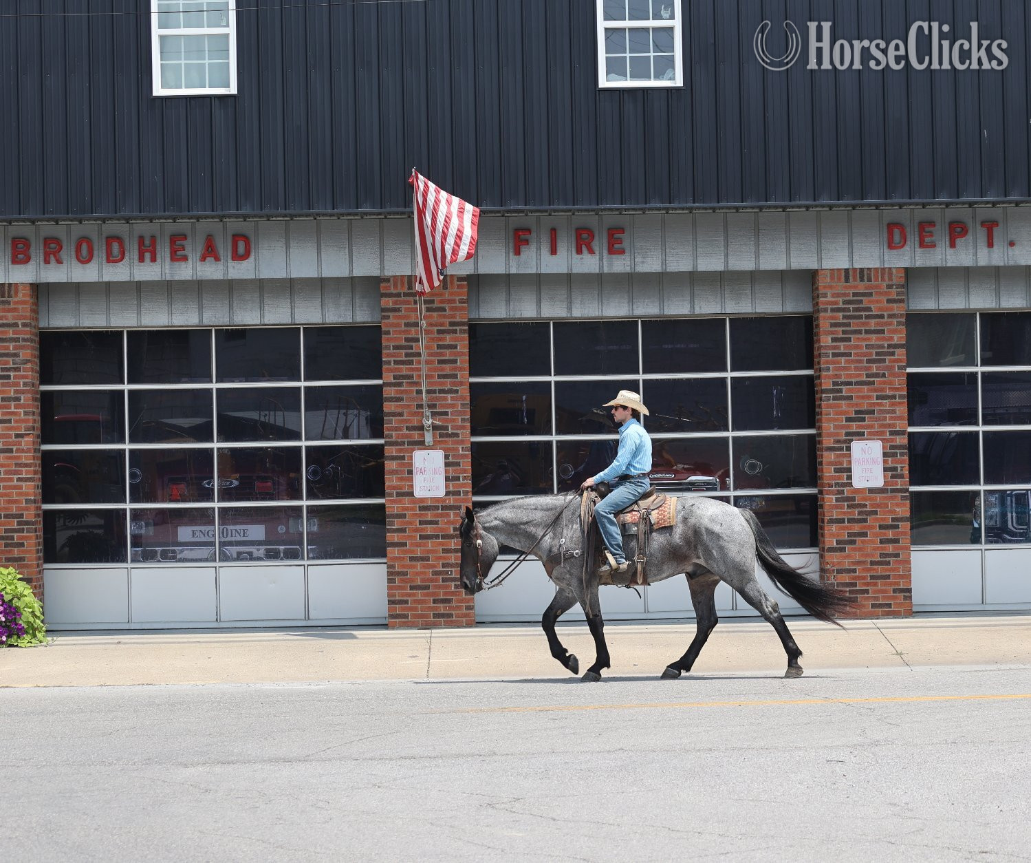"" Blue Roan Gelding Draft - Draft