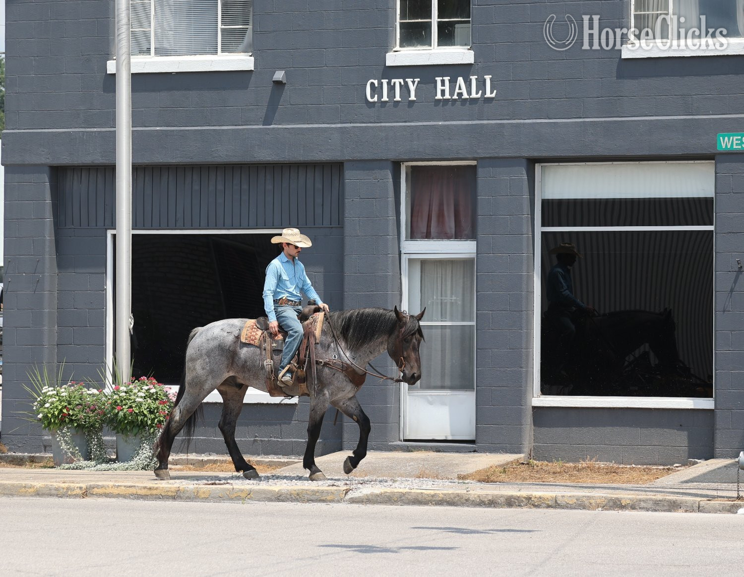 "" Blue Roan Gelding Draft Kentucky