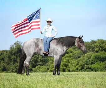 "" Blue Roan Gelding Draft