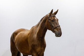 "Ambolito" Chestnut Gelding Oldenburg