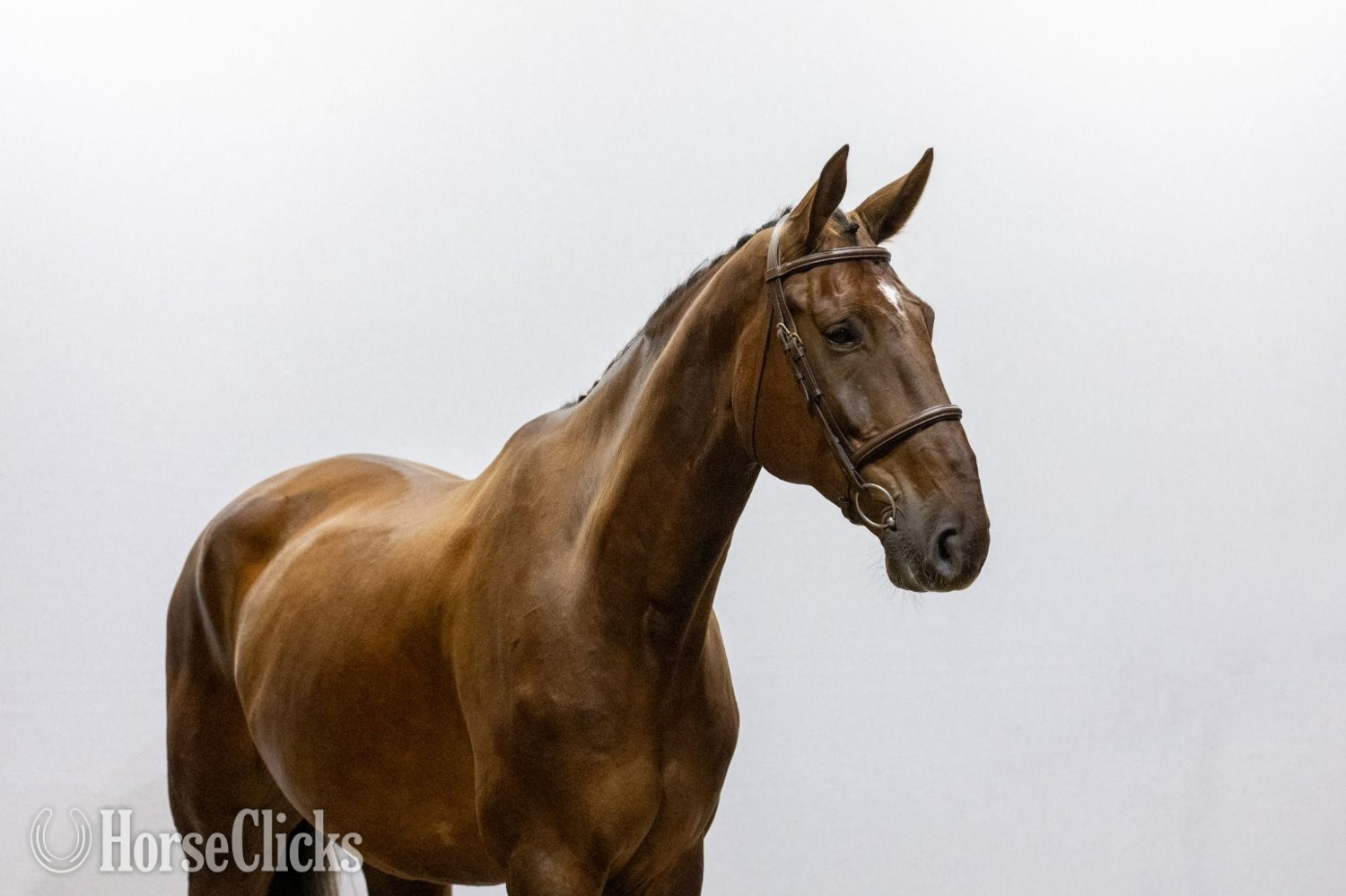 "Ambolito" Chestnut Gelding Oldenburg in Overseas