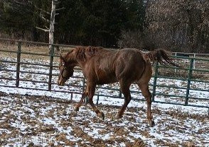 "" Chestnut Stallion Quarter Horse in Wisconsin