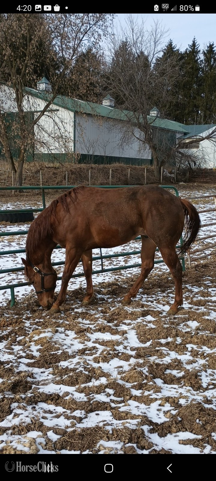 "" Chestnut Stallion Quarter Horse