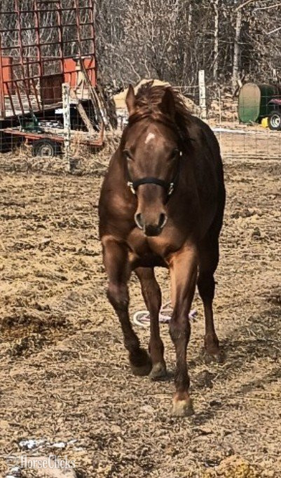Wisconsin "" Chestnut Stallion Quarter Horse