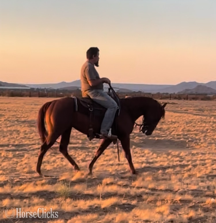 "High on Badgers Rum" Sorrel Stallion Quarter Horse in California