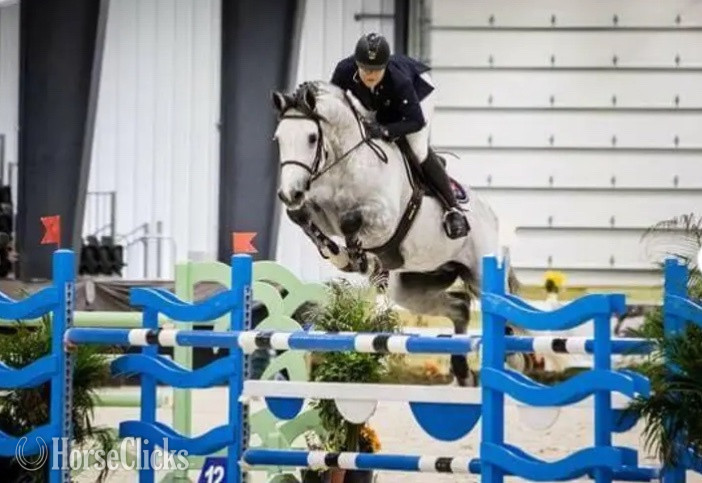 "Indigo" Grey Gelding Holsteiner in Texas