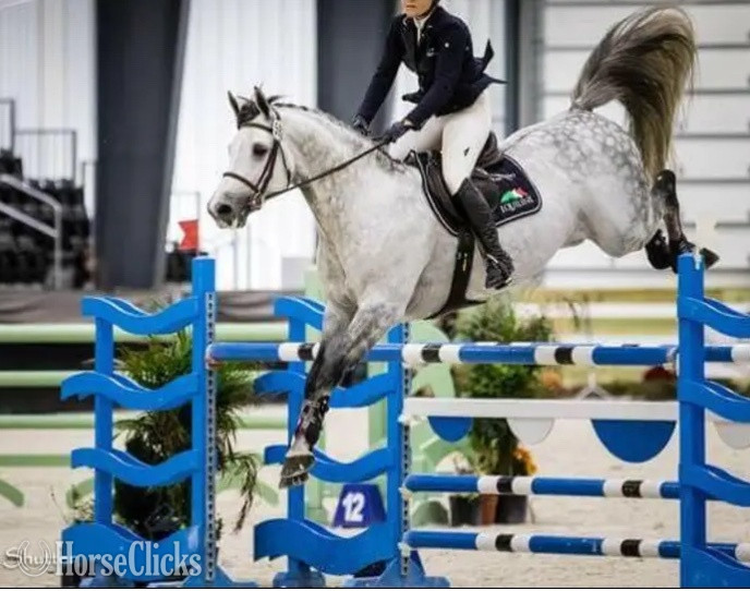 "Indigo" Grey Gelding Holsteiner