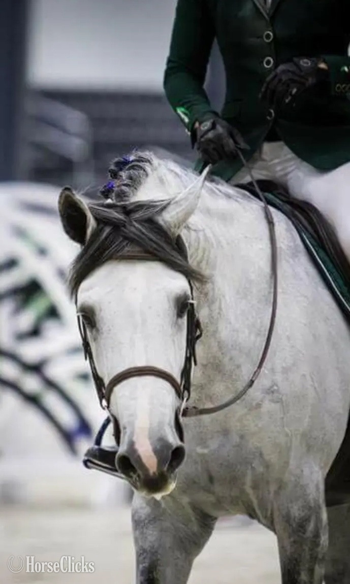 Texas "Indigo" Grey Gelding Holsteiner