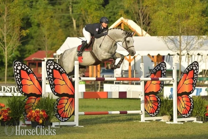 "Indigo" Grey Gelding Holsteiner - Holsteiner in Texas