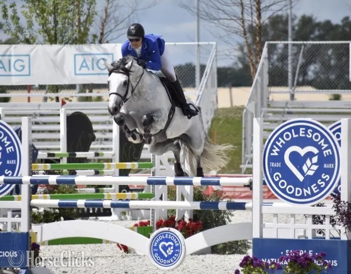 "Indigo" Grey Gelding Holsteiner - Holsteiner