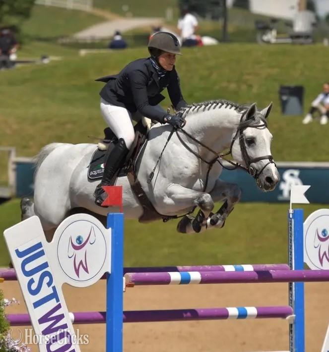 "Indigo" Grey Gelding Holsteiner Texas