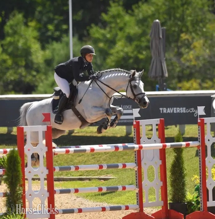 Holsteiner - "Indigo" Grey Gelding Holsteiner