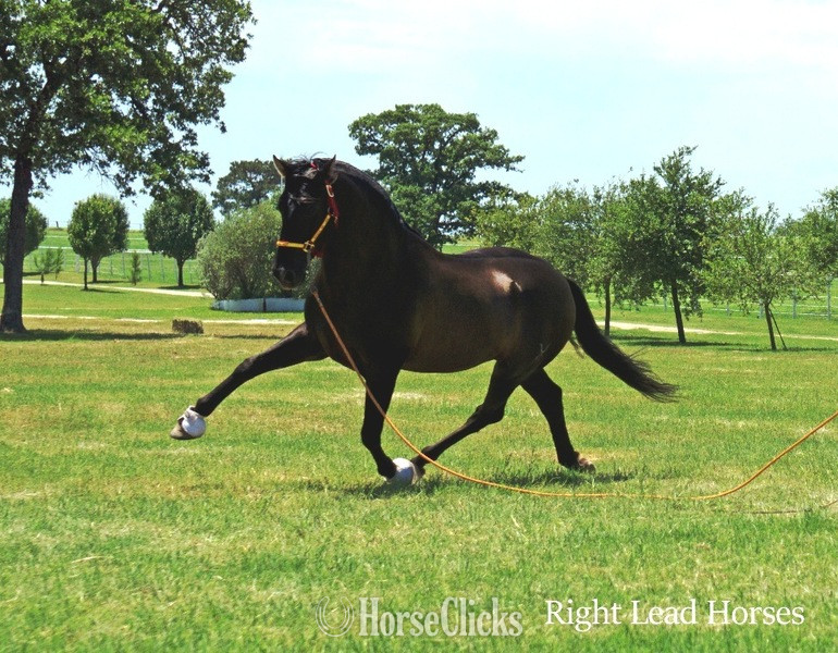 Bay 16hh Andalusian Stallion in Texas