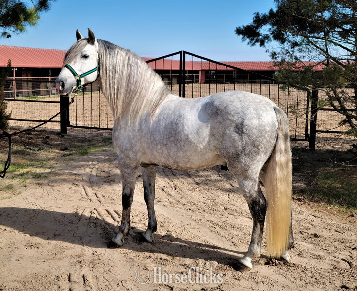 Bay 16hh Andalusian Stallion
