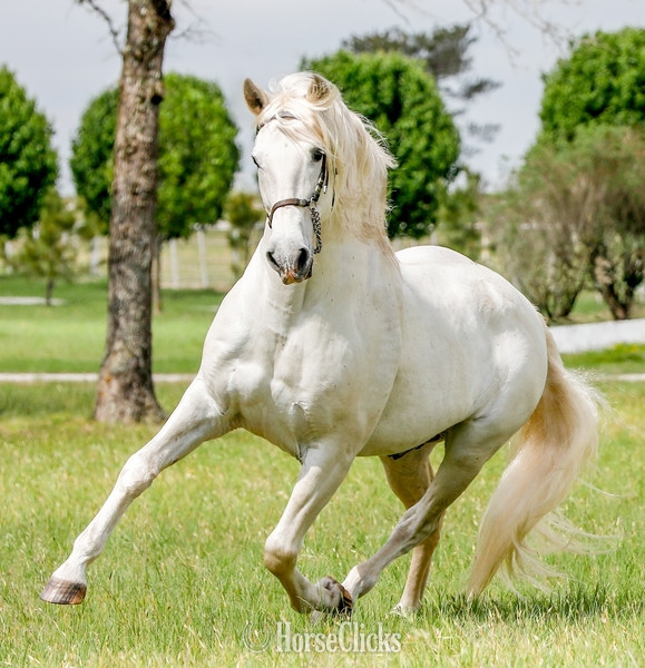 Texas Bay 16hh Andalusian Stallion