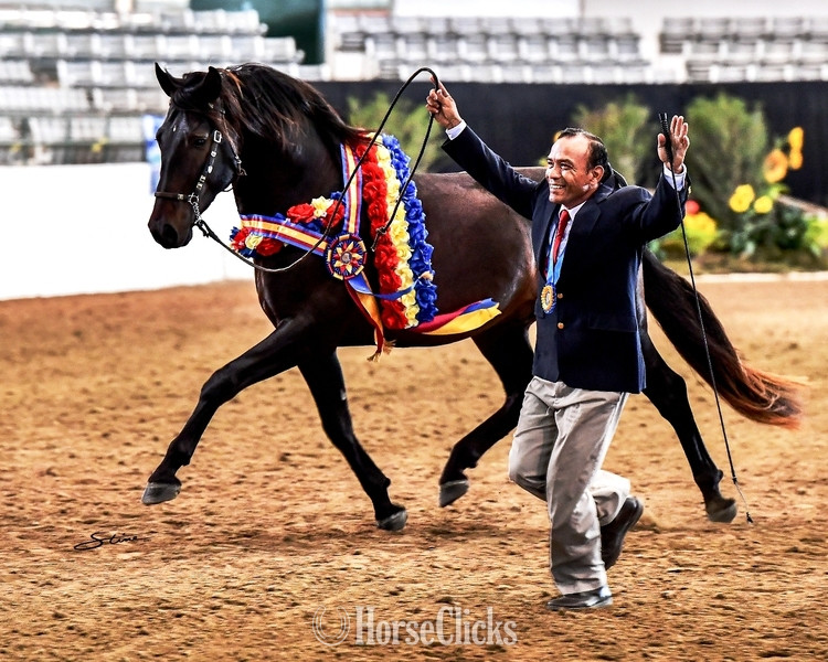 Bay 16hh Andalusian Stallion - Andalusian in Texas