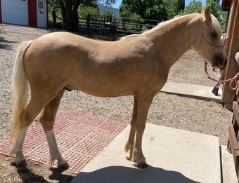 "Curyll Gold N Dandy" Palomino Stallion Welsh Pony