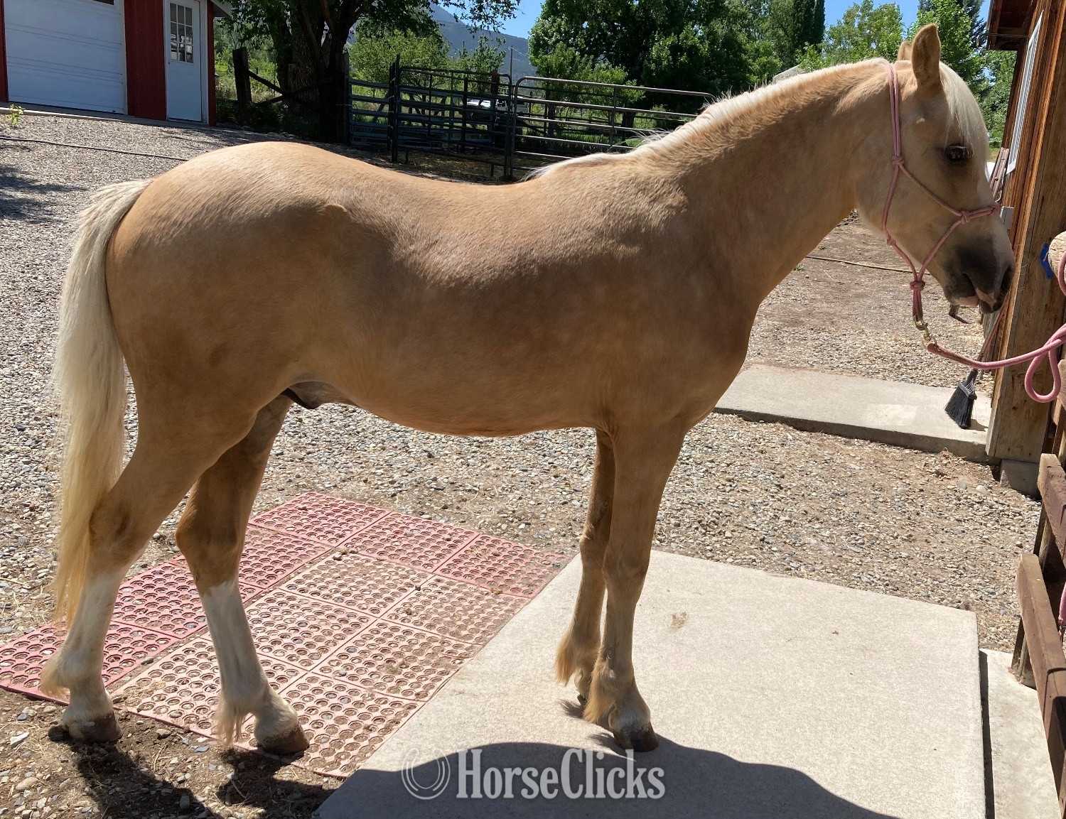 "Curyll Gold N Dandy" Palomino Stallion Welsh Pony in Colorado