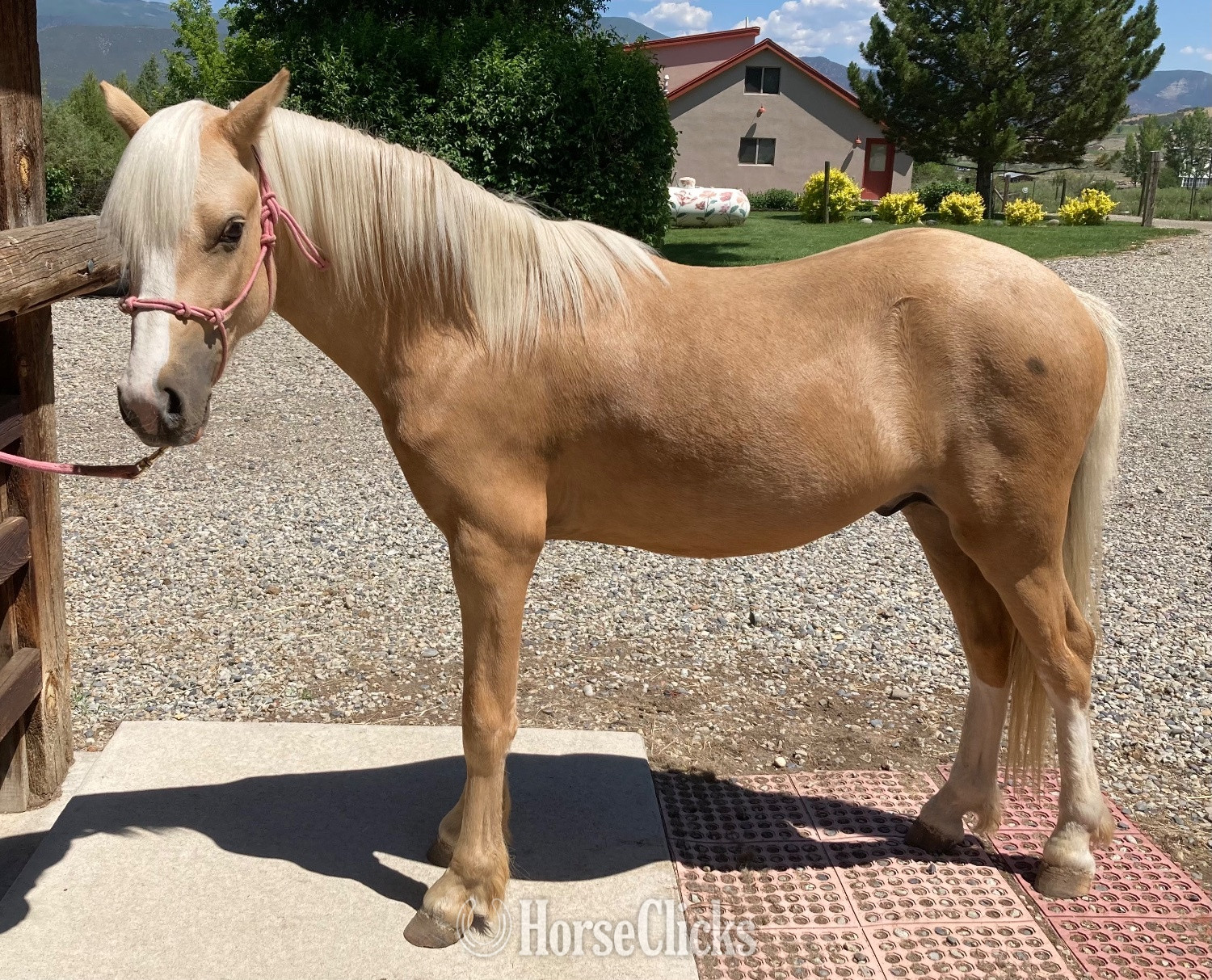 "Curyll Gold N Dandy" Palomino Stallion Welsh Pony