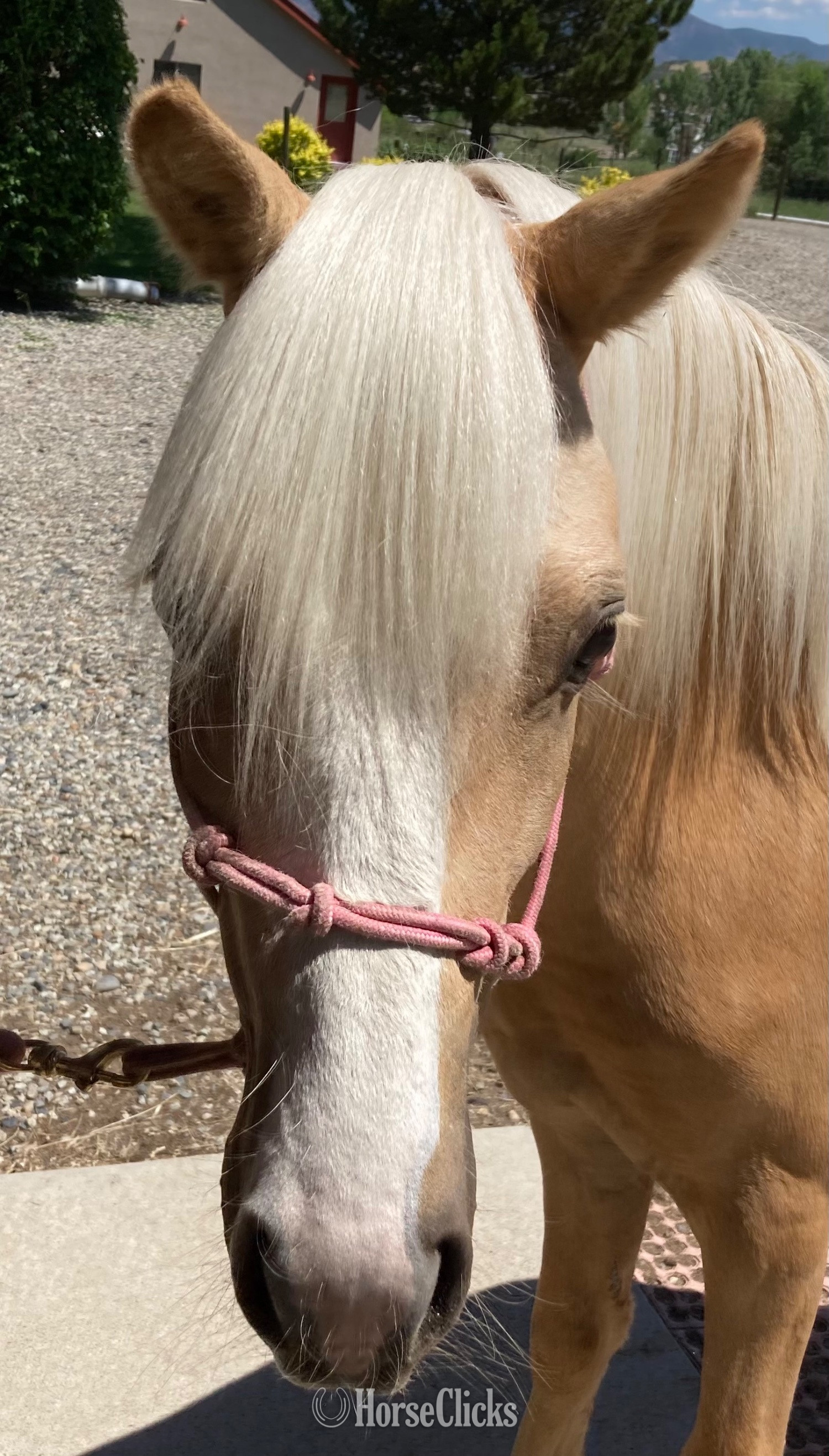 Colorado "Curyll Gold N Dandy" Palomino Stallion Welsh Pony