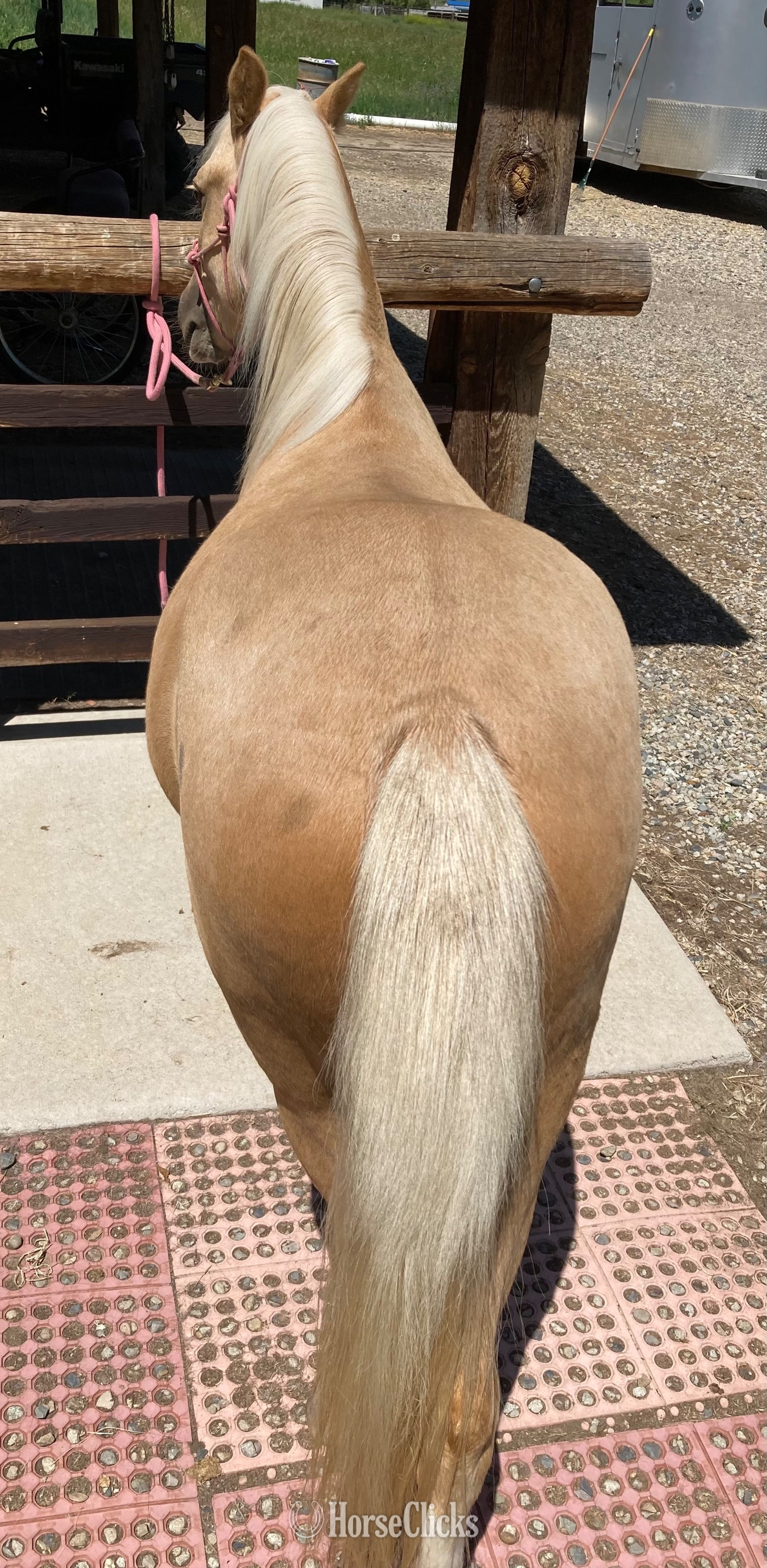 "Curyll Gold N Dandy" Palomino Stallion Welsh Pony - Welsh Pony in Colorado