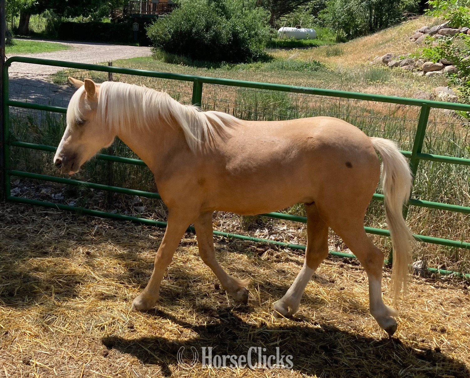 "Curyll Gold N Dandy" Palomino Stallion Welsh Pony - Welsh Pony